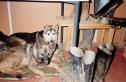 Wachhunde